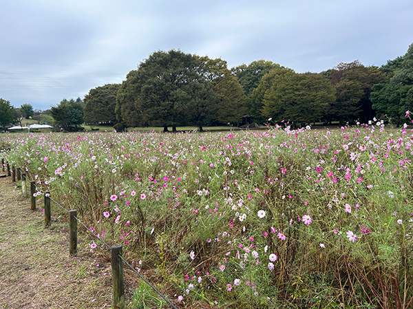 都立小金井公園