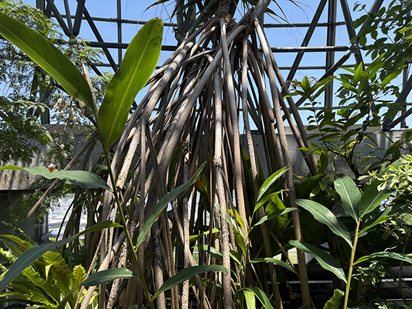 夢の島熱帯植物館
