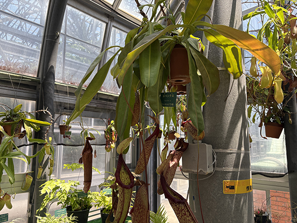 夢の島熱帯植物館
